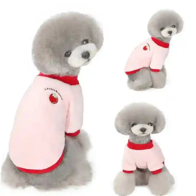 Gray poodle wearing pink and red strawberry-themed dog sweater in three poses on white background