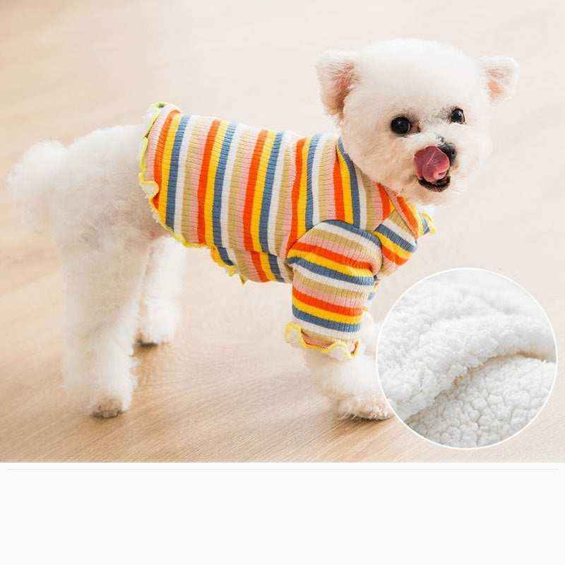Small white dog wearing a colorful striped sweater with yellow, orange, and blue on a wooden floor