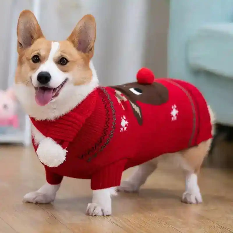 Happy corgi dog wearing red Christmas sweater with reindeer design and pom-poms indoors on wooden floor
