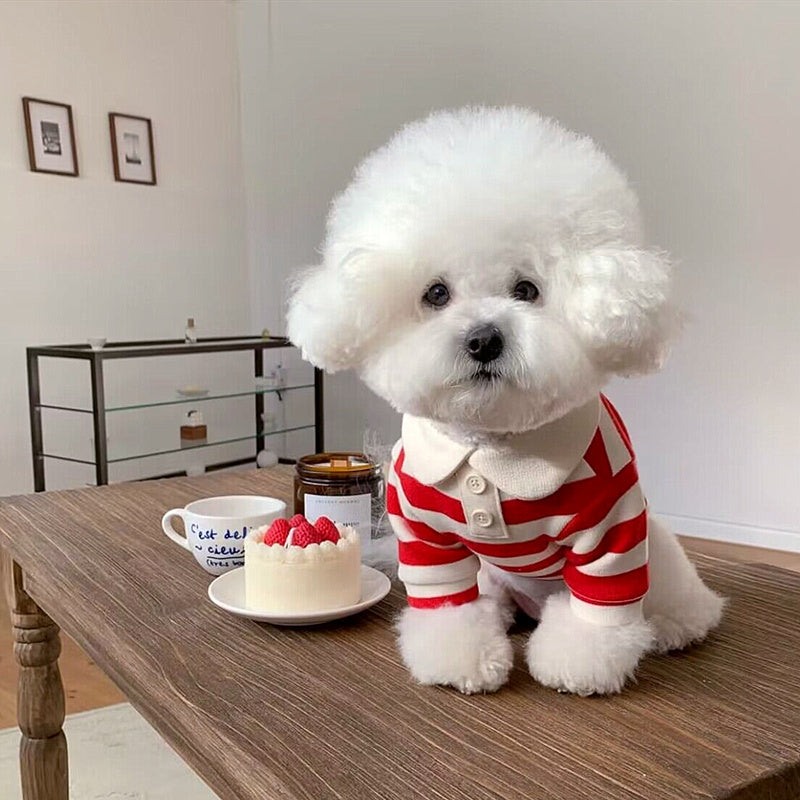 Striped Sweater for Pomeranian, Poodle and Small Dogs - Stylish Dog and Cat Clothing