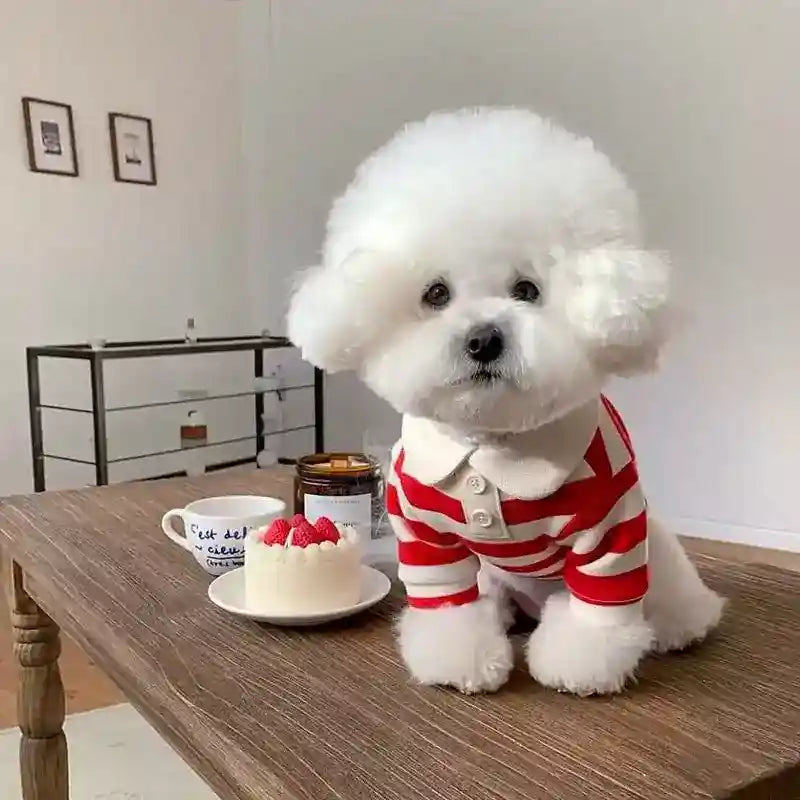 Maglia a Righe per Pomerania, Barboncino e Cani di Piccola Taglia - Abbigliamento Elegante per Cani e Gatti by Dog Moda