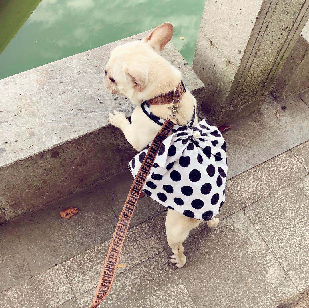 Vestito per Cani a Pois con Gonnellina e Fiocco