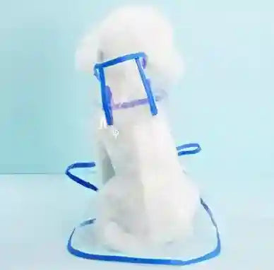 Small white dog wearing a transparent raincoat with blue trim against a light blue background