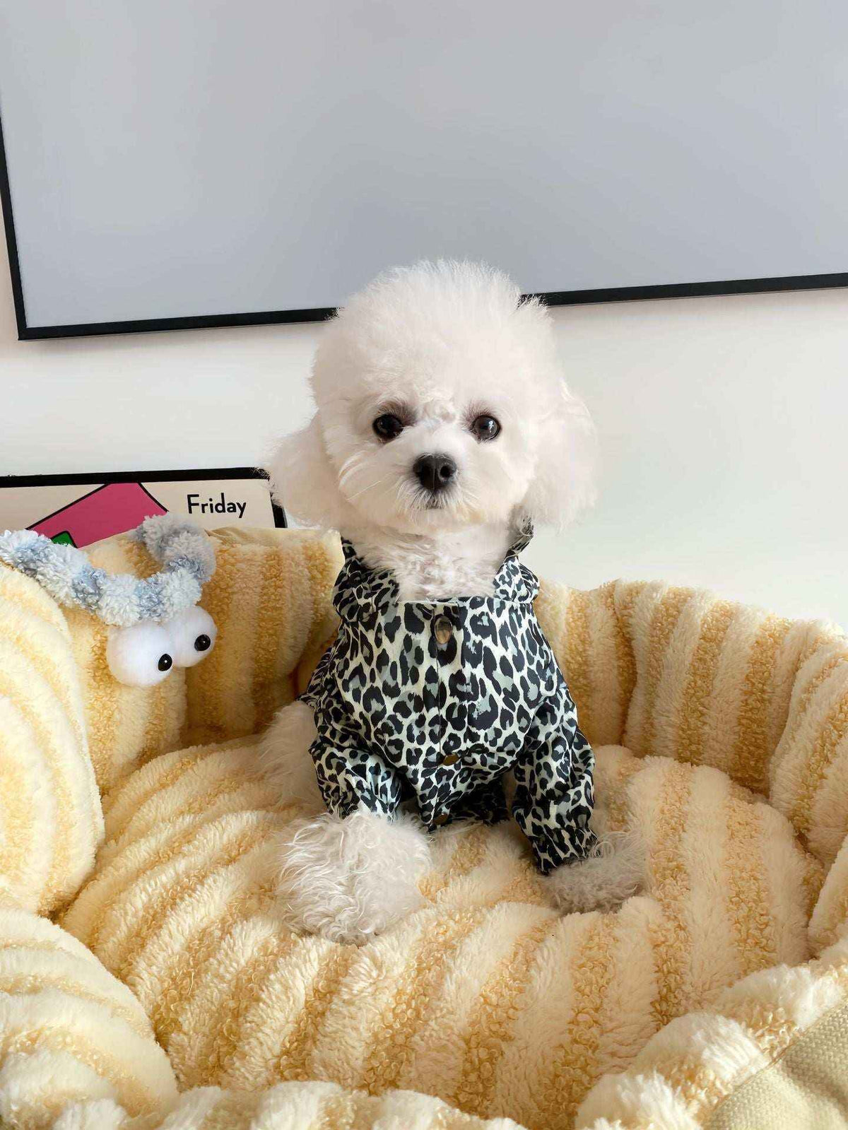 Small white poodle wearing leopard print shirt sitting in a soft yellow striped pet bed