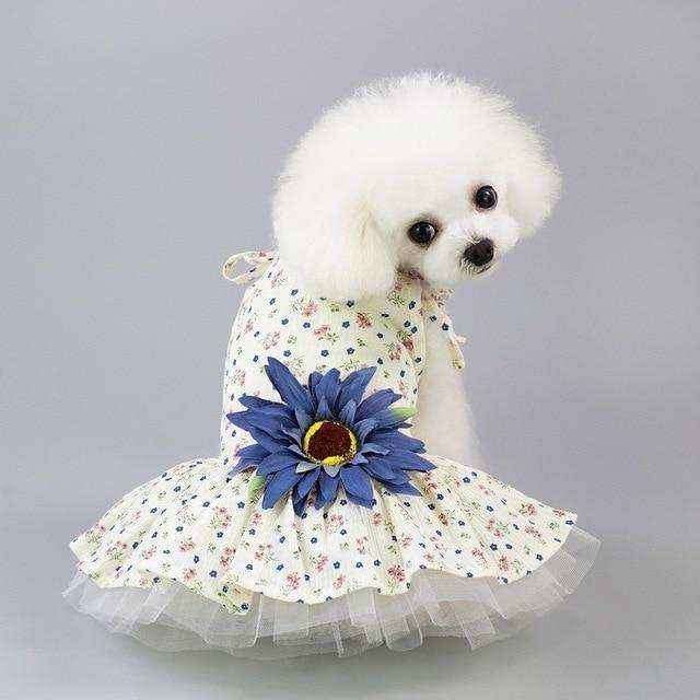 Small white poodle wearing a floral dress with large blue sunflower accessory, gray background