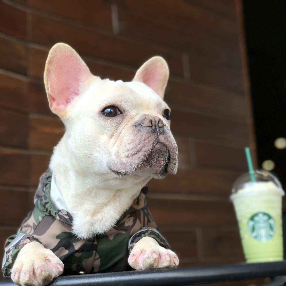 Impermeabile per cani e Bulldog francese riflettente "Manaus" by Dog Moda