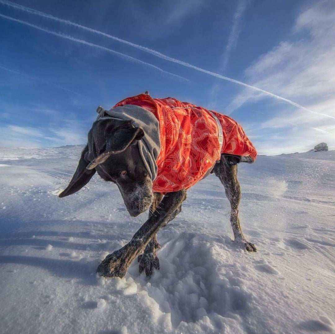 Cappotto Imbottito Neve per Cani Taglia Media e Grande by Dog Moda