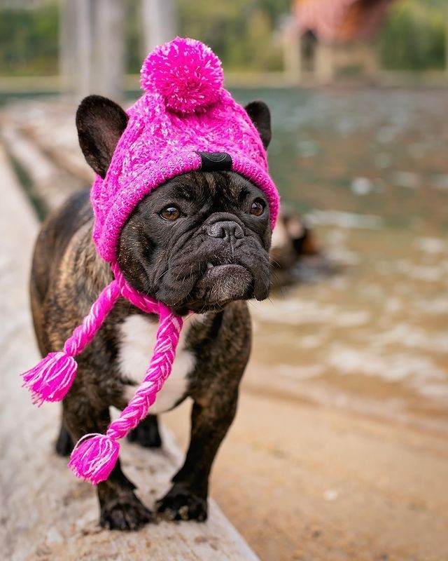 Cappello in Lana per Cani Piccola Taglia "Saint Moritz" - Eleganza e Comfort Invernale