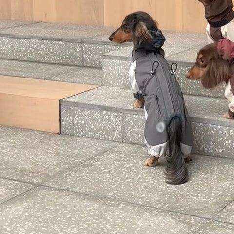 Cappotto impermeabile per Bassotto con zip e copertura totale by Dog Moda
