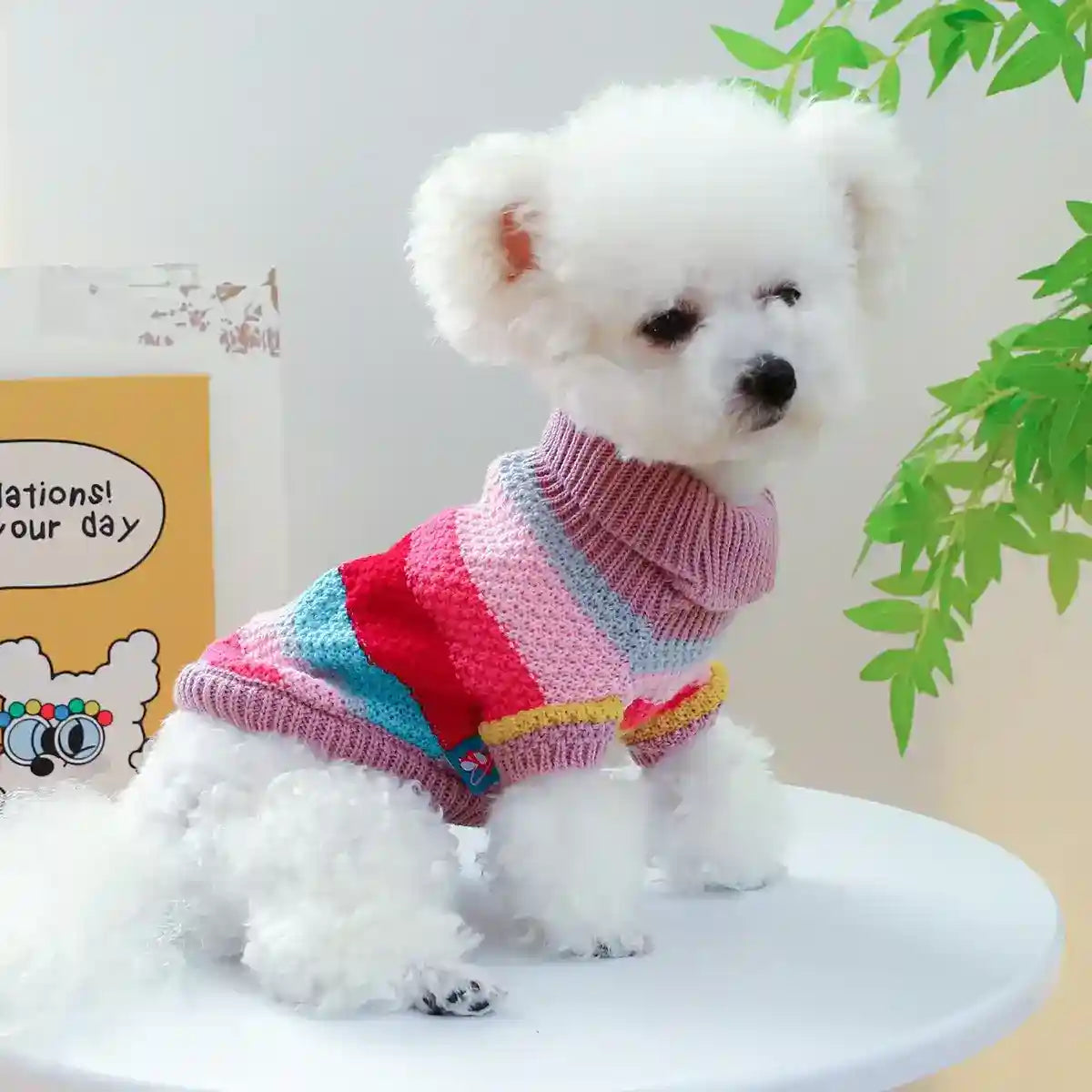 Small white poodle wearing colorful striped knitted sweater sitting on white table near green plant