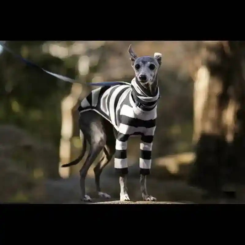 Maglia per cani di taglia media e grande a righe per levrieri by Dog Moda