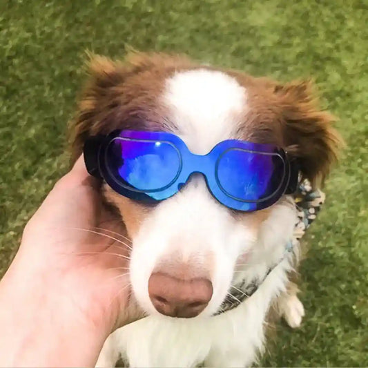 Occhiali da Sole per Cani - Protezione UV Anti-Vento by Dog Moda