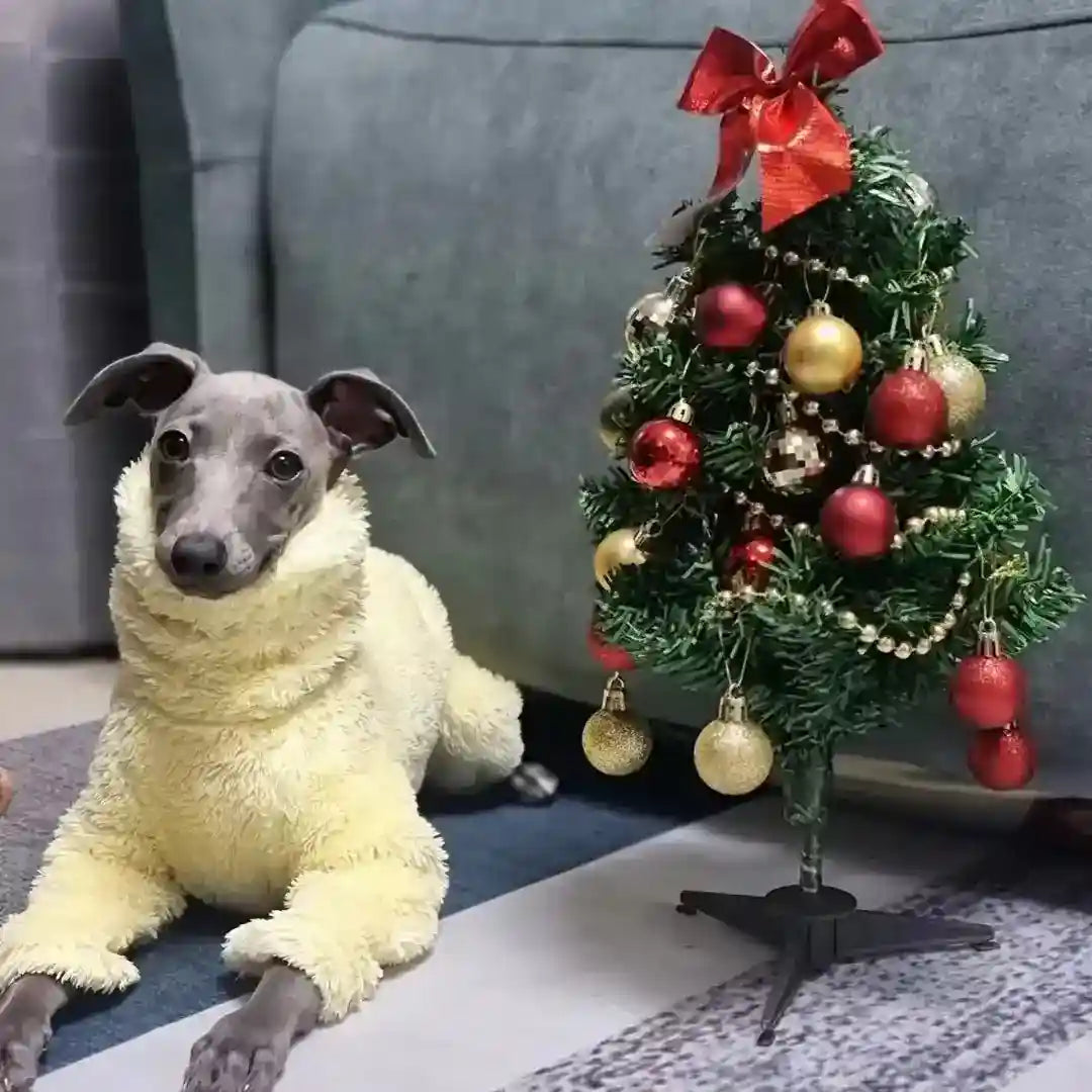 Gray dog in fluffy yellow sweater lying on carpet next to small decorated Christmas tree with red and gold ornaments