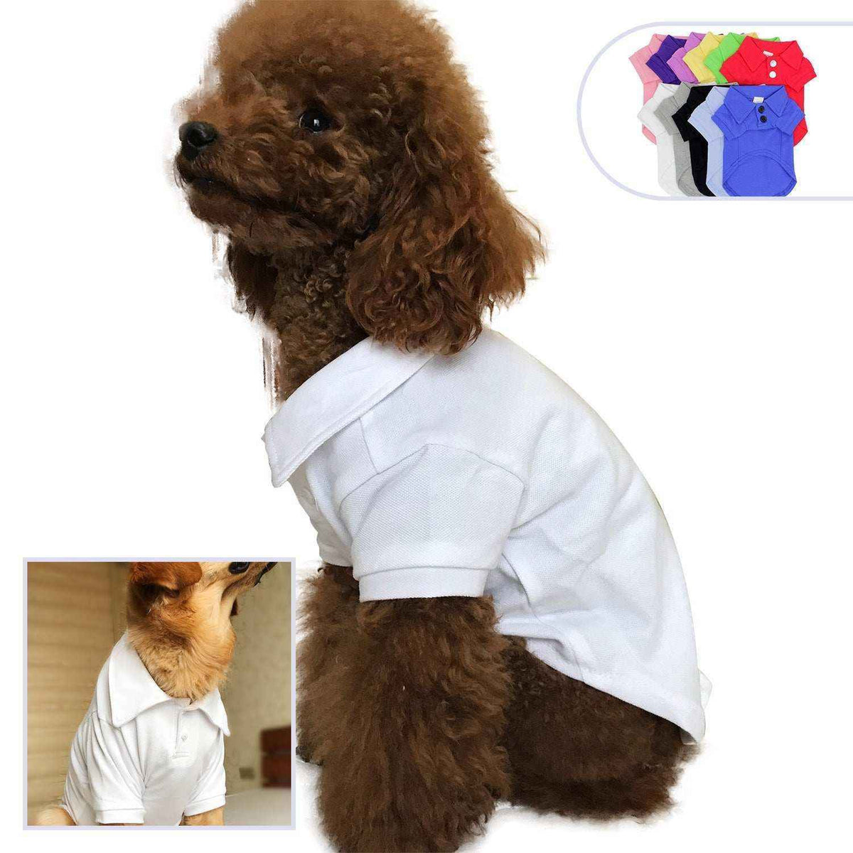 Curly brown poodle and small dog wearing white polo shirts, plus colorful dog polo shirt options