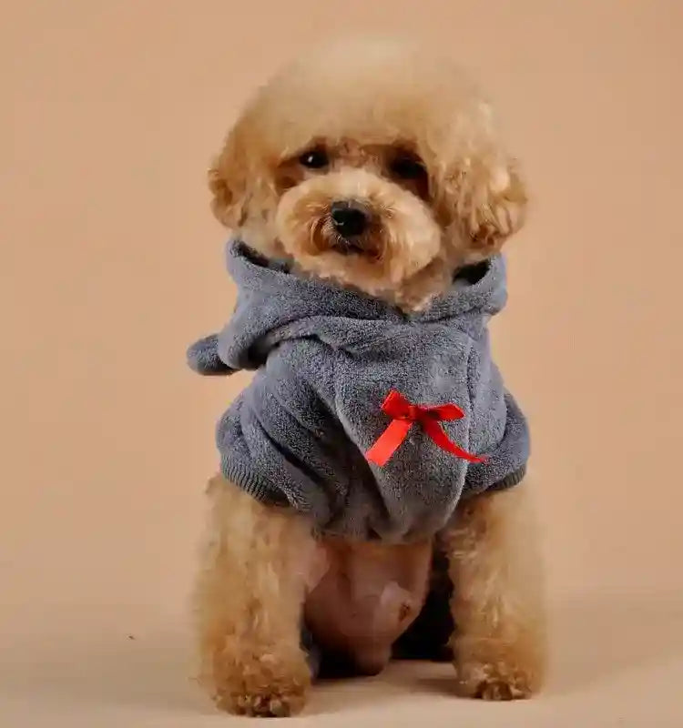 Small curly apricot poodle wearing soft gray hoodie with red bow, sitting on beige background