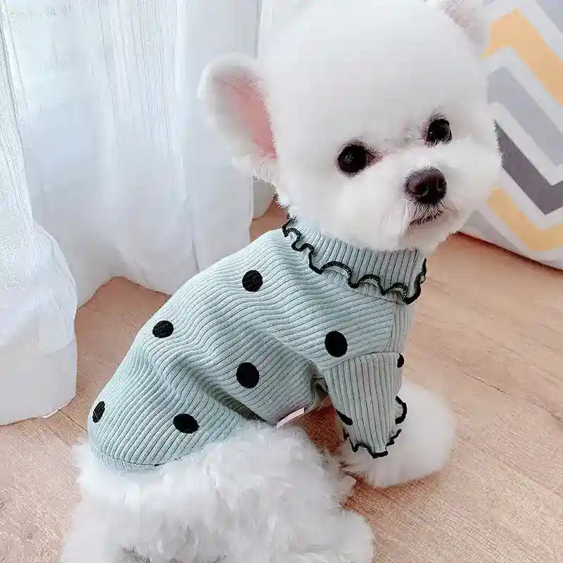 Small white dog wearing a light blue polka dot sweater with ruffled edges sitting on wooden floor