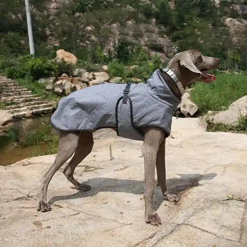 Weimaraner dog wearing a gray jacket standing on rocky terrain near greenery and a stone pathway