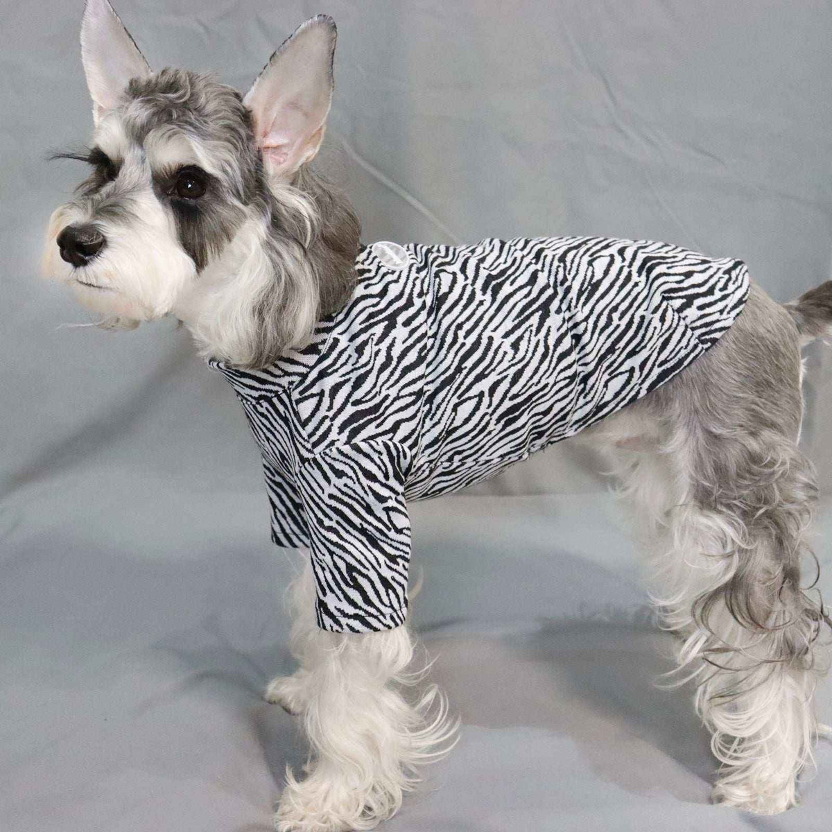 Small dog wearing a black and white zebra print shirt on a gray background