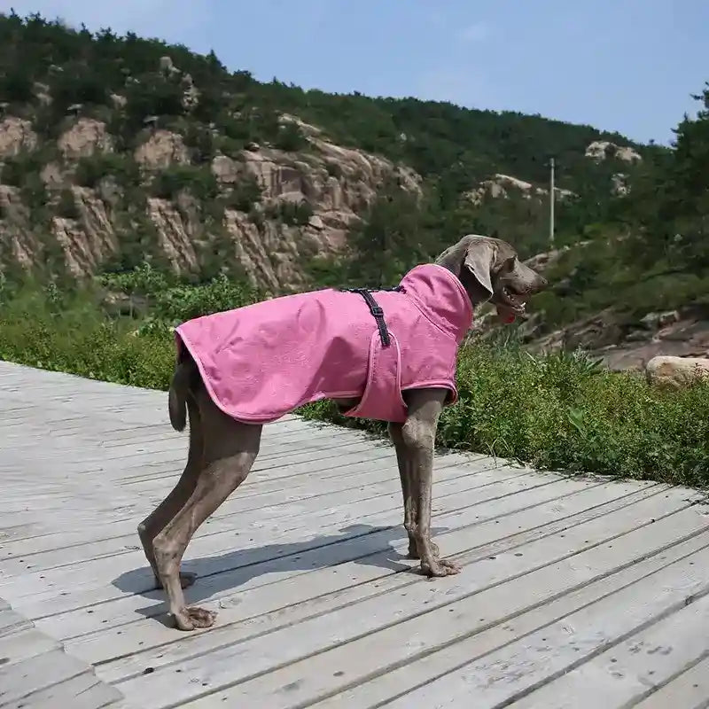 Weimaraner dog wearing a pink coat standing on a wooden pathway with rocky, green hills in the background