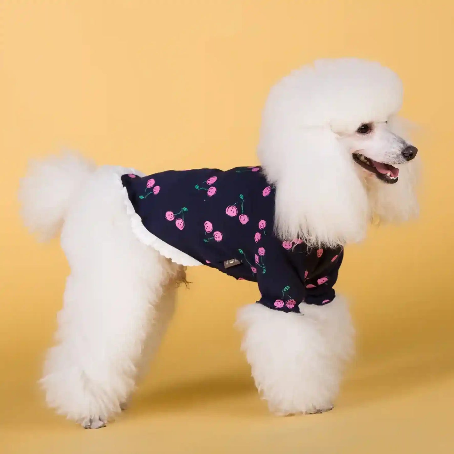 White poodle wearing navy blue cherry print dog sweater against yellow background