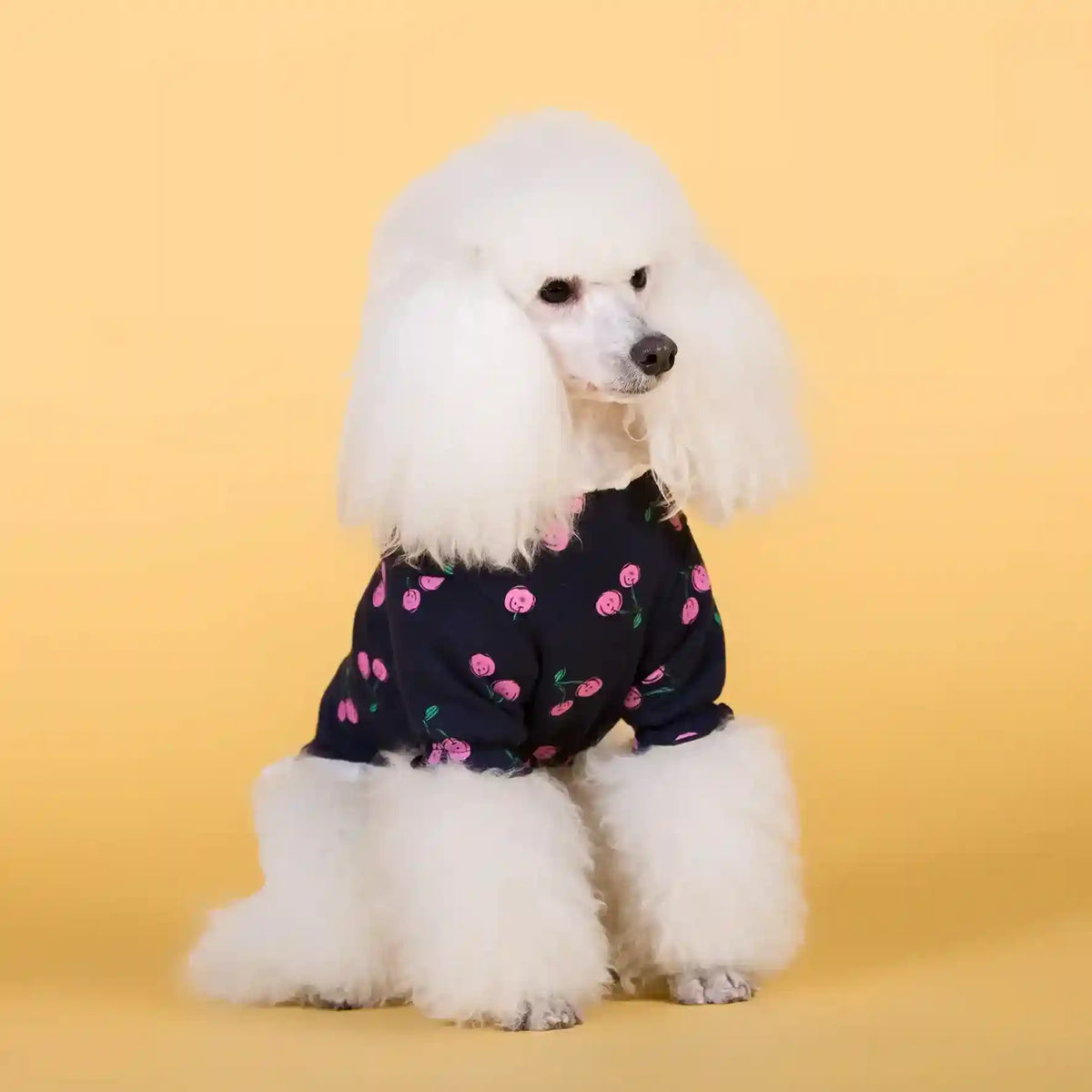 White poodle wearing a navy blue sweater with pink cherry prints against yellow background