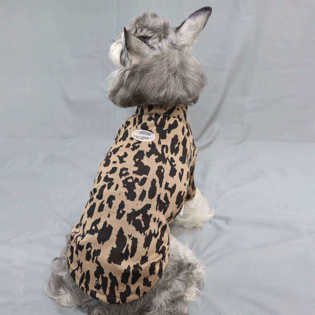 Gray and white dog wearing a leopard print sweater sitting on gray fabric backdrop