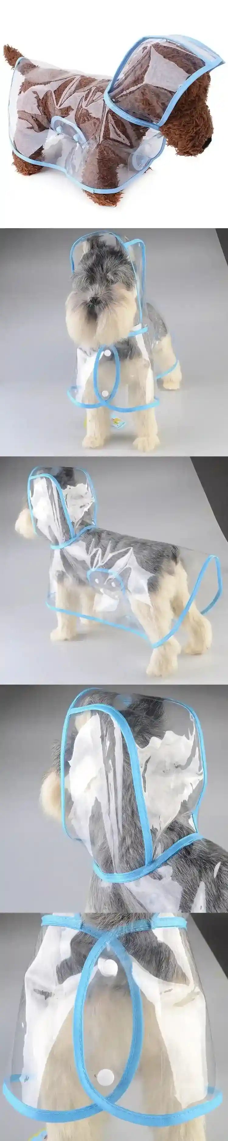 Small dog wearing transparent blue-trimmed waterproof raincoat with hood, shown from multiple angles