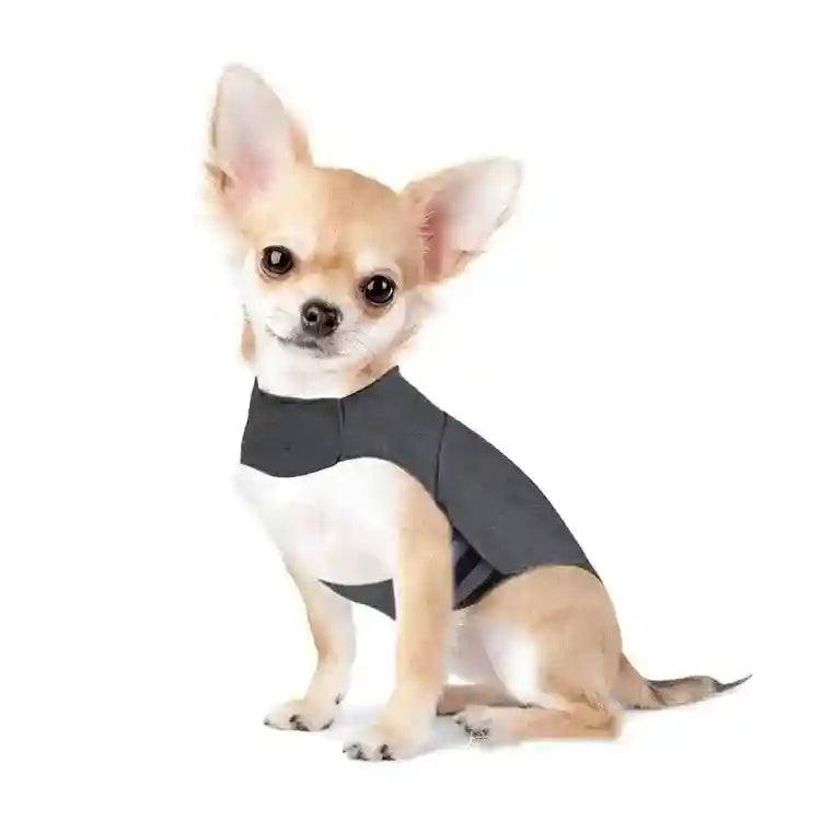 Small tan and white Chihuahua dog sitting wearing a black anxiety or calming vest on white background