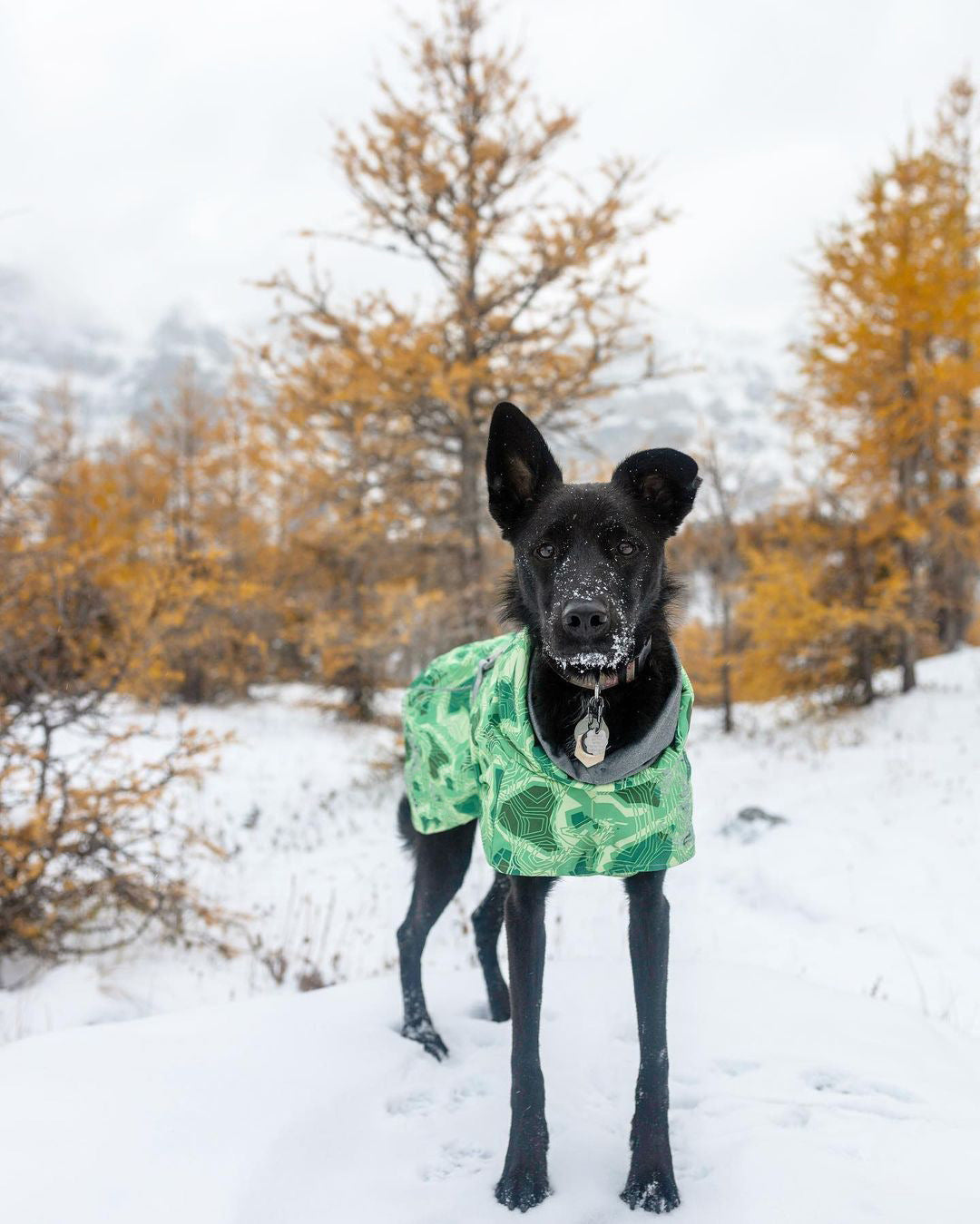 Cappotto trapuntato per cani "North Ice" – Protezione termica per le escursioni invernali