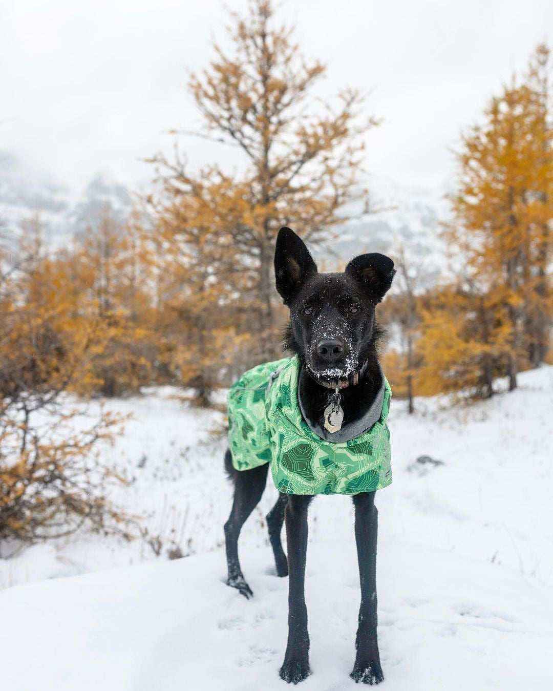 Cappotto trapuntato per cani "North Ice" – Protezione termica per le escursioni invernali by Dog Moda