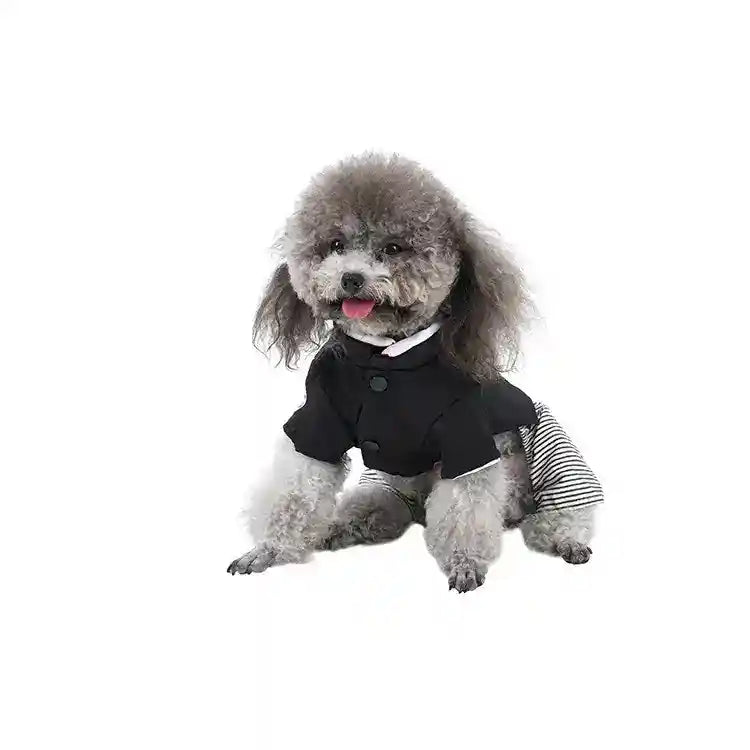 Gray poodle wearing a black jacket and striped skirt sitting on white background