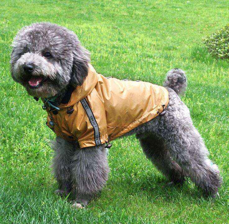 Impermeabile per cani "Sports" - Protezione e Comfort per il Tuo Fedele Amico by Dog Moda