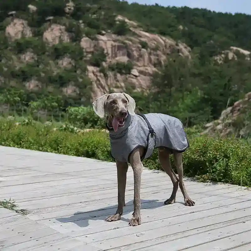 Weimaraner dog wearing gray coat standing on wooden deck with rocky hillside background