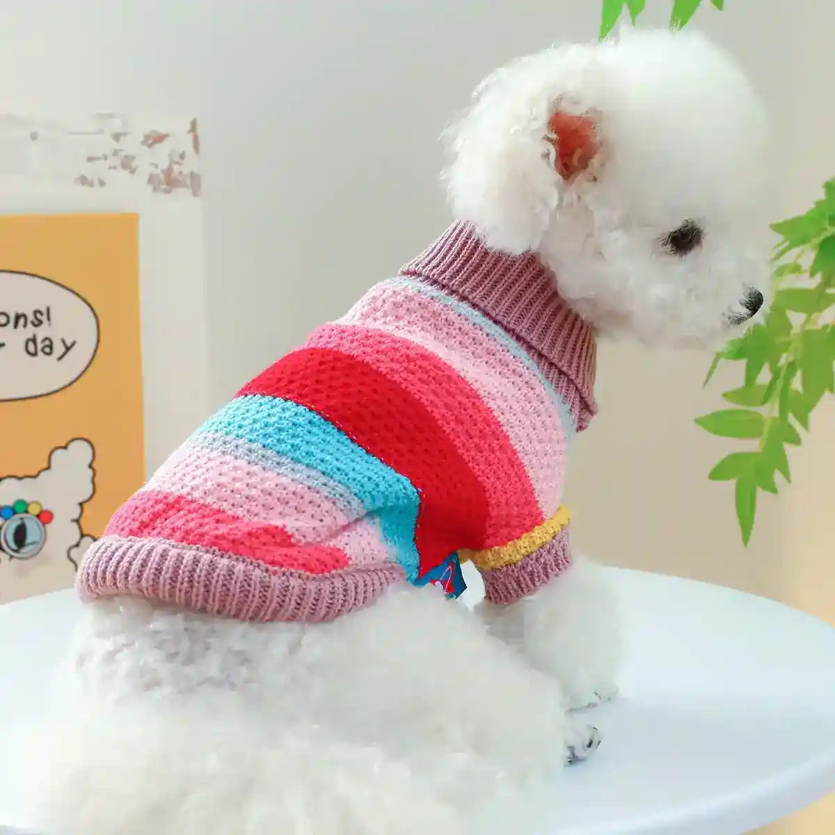 Small white poodle wearing a colorful striped knit sweater sitting on a white table indoors