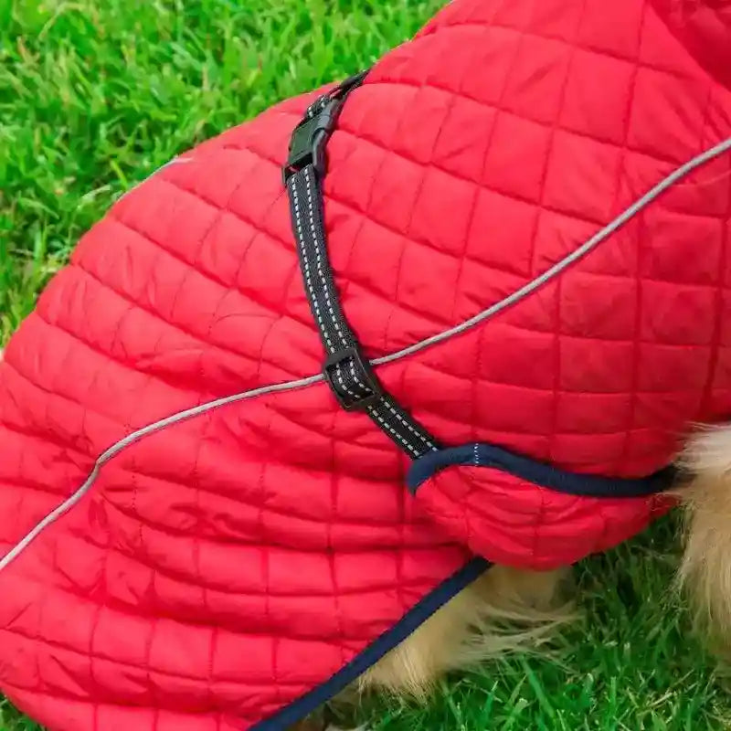 Red quilted dog coat with black buckle strap on green grass