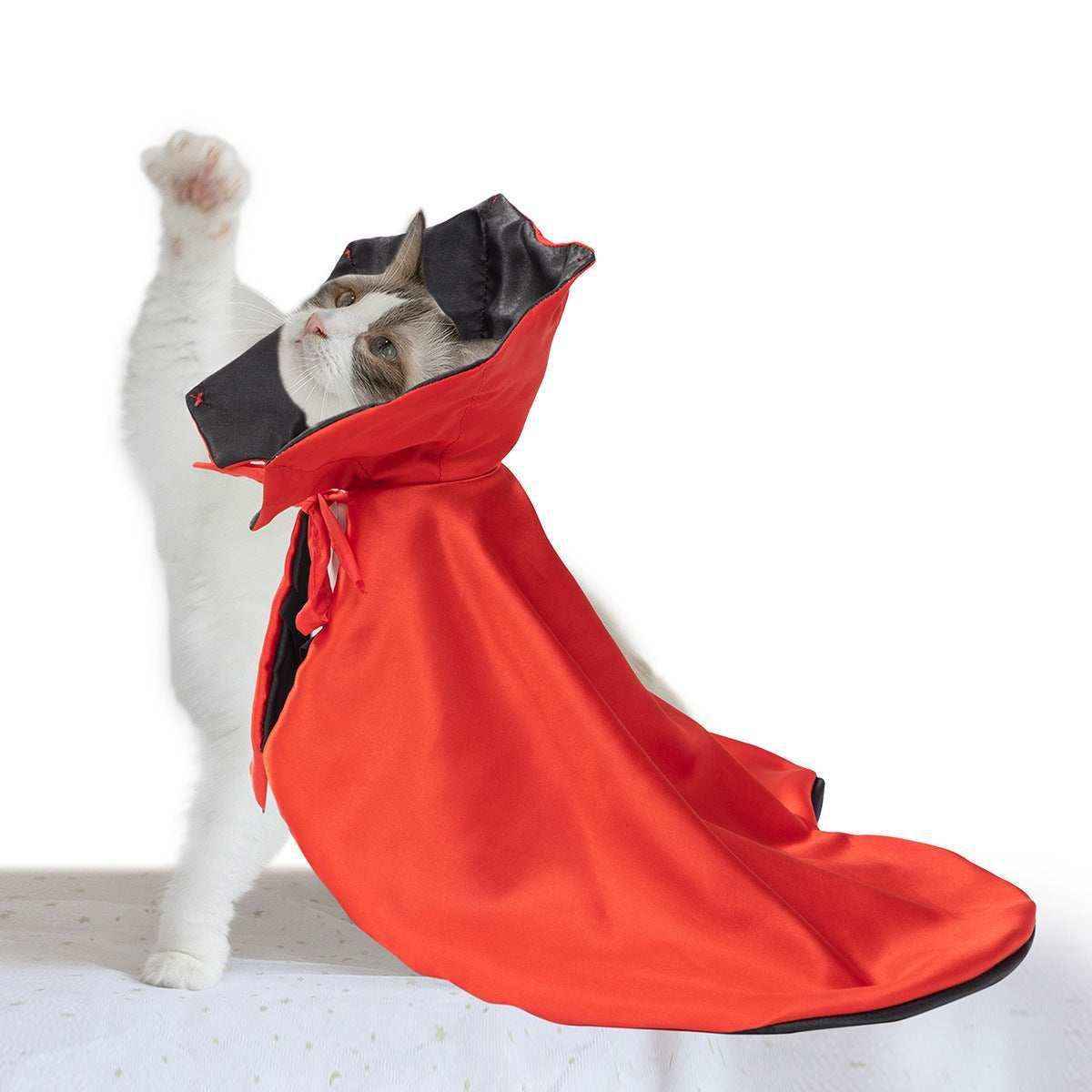 White and brown cat wearing a red and black vampire cape costume
