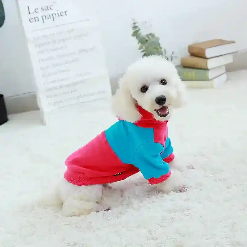 Small white poodle dog wearing a colorful red and blue sweater sitting on a white carpet indoors