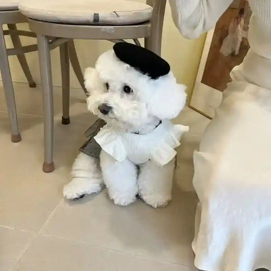 Small white fluffy dog wearing a black beret and ruffled white outfit sitting on a beige tiled floor