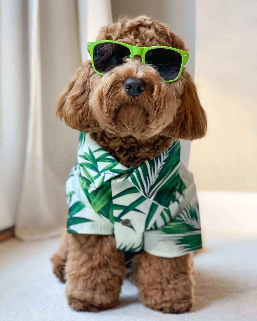 Camicetta per cani "Waikiki" by Dog Moda