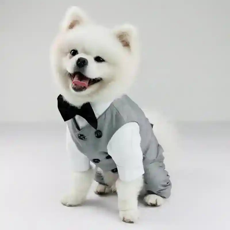 White fluffy dog wearing a gray suit and black bow tie sitting on a white background