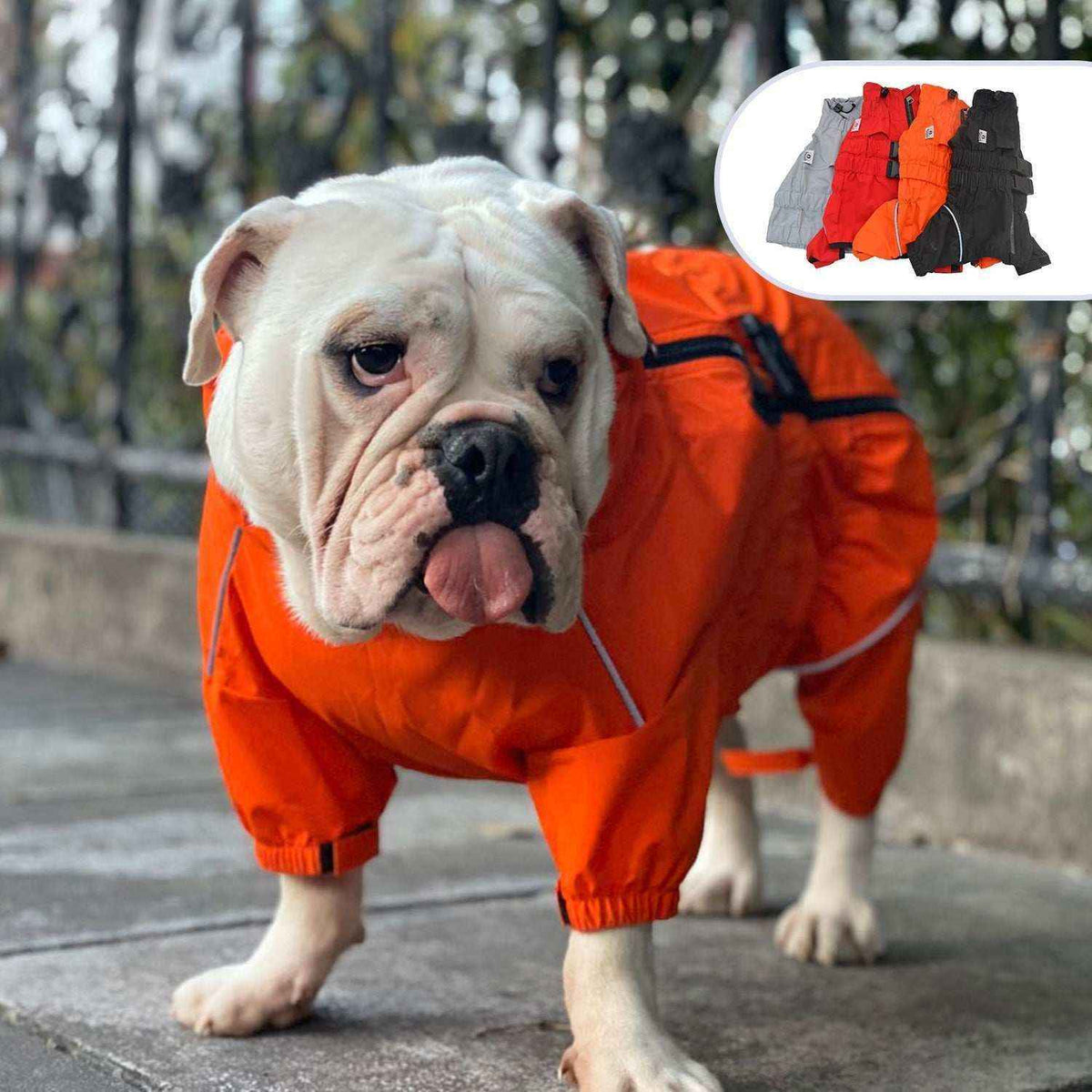 White bulldog wearing bright orange waterproof dog jumpsuit outdoors with color options inset