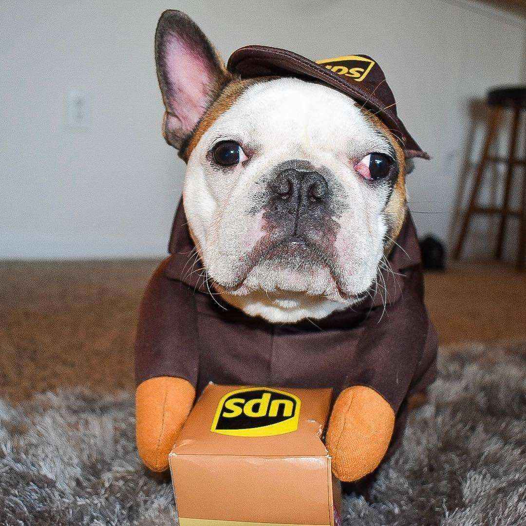 Costume per Cani "Corriere UPS" - Divertente, Comodo e Perfetto per Ogni Occasione! by Dog Moda