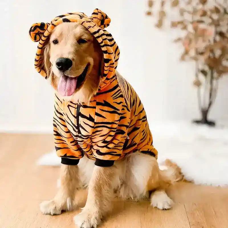 Golden retriever dog wearing a cozy orange and black tiger-striped hoodie with ears, sitting on wooden floor