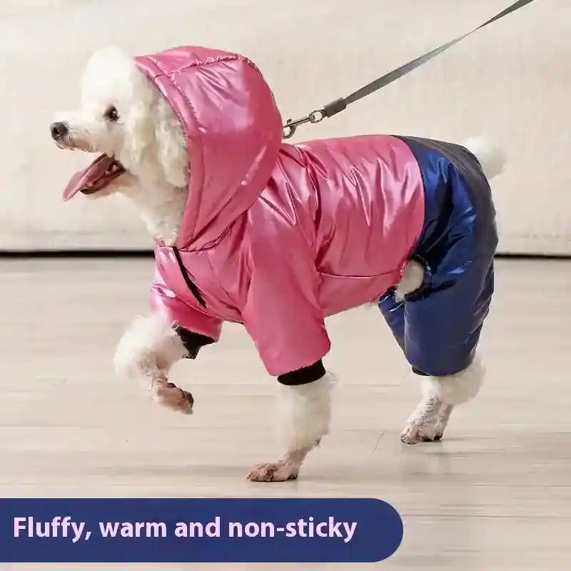 Small white dog wearing pink and navy blue warm waterproof jacket with hood indoors