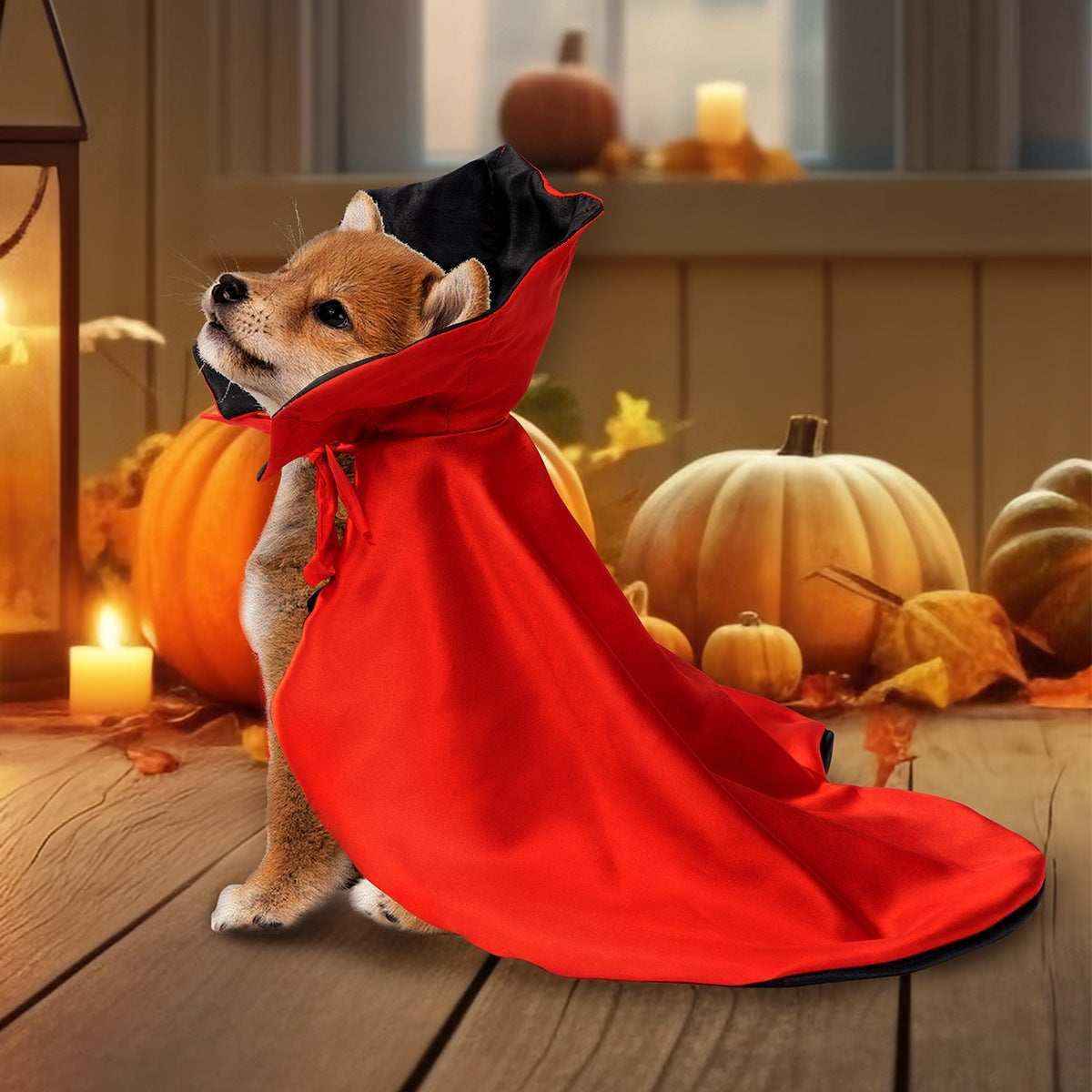Shiba Inu puppy wearing red Halloween cape among autumn pumpkins and candles on wooden floor