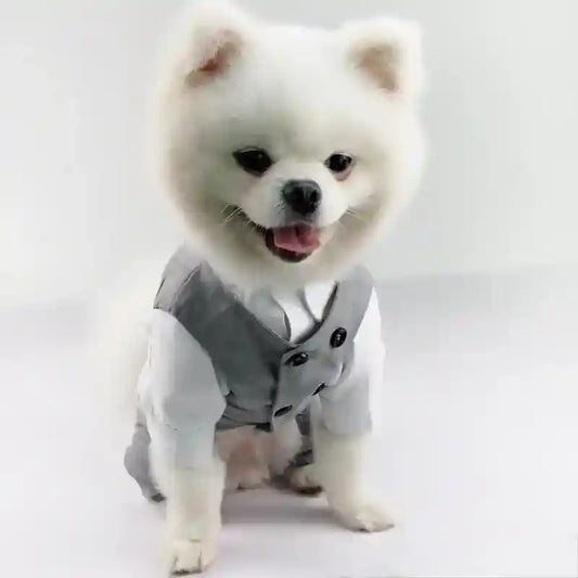 White fluffy dog wearing a grey vest and white shirt sitting against a white background