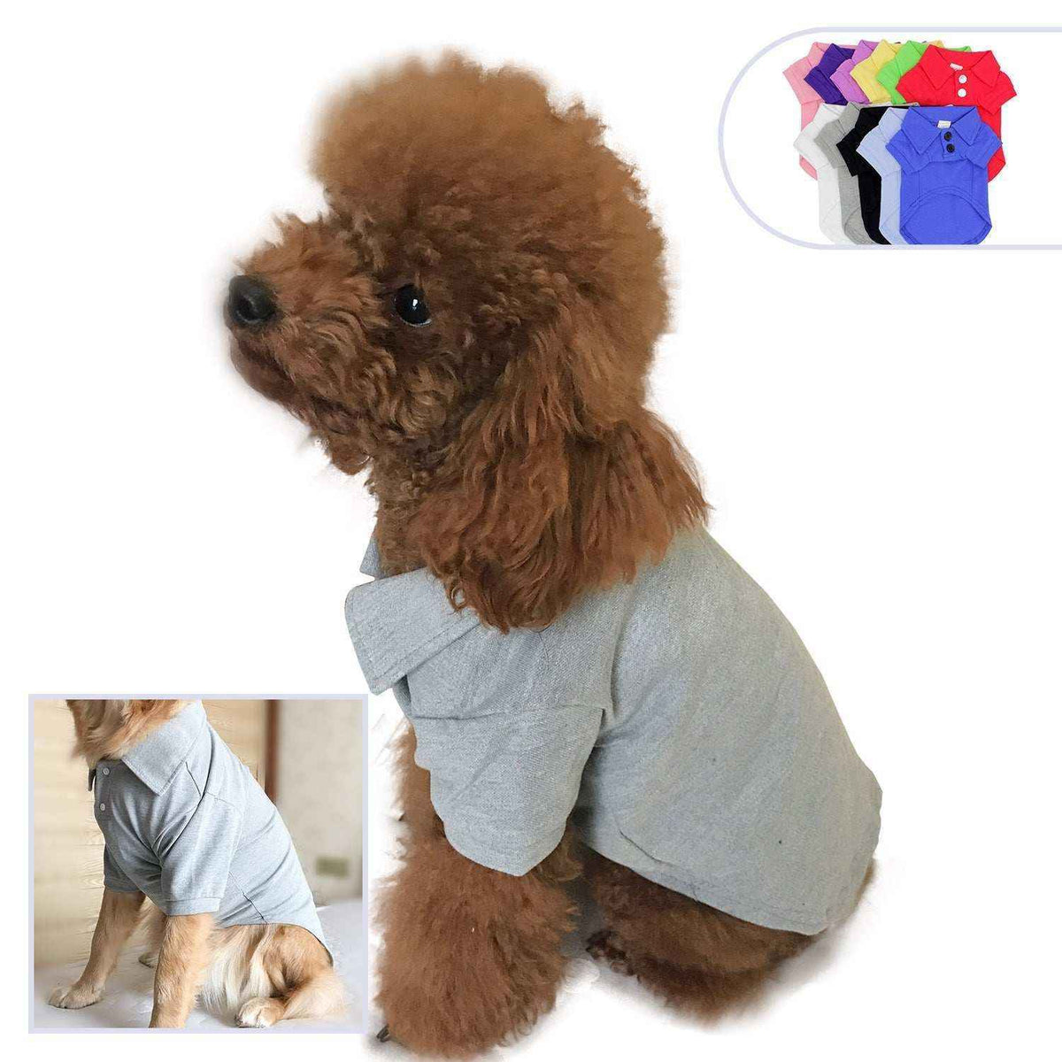 Brown poodle wearing light gray polo dog shirt, inset shows shirt on larger dog, colorful dog shirts in background
