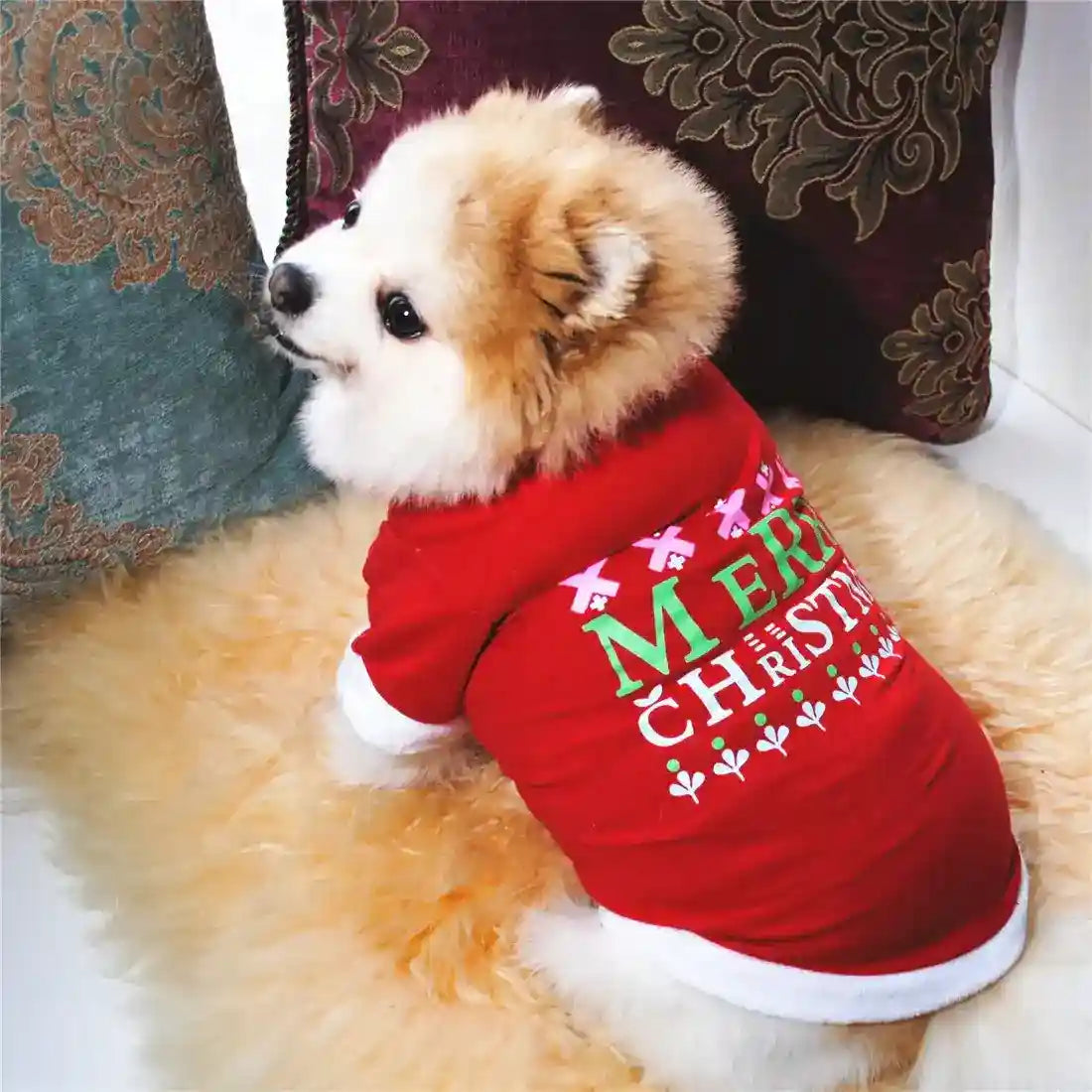 Fluffy small dog wearing red Merry Christmas sweater sitting on soft beige fur with decorative pillows