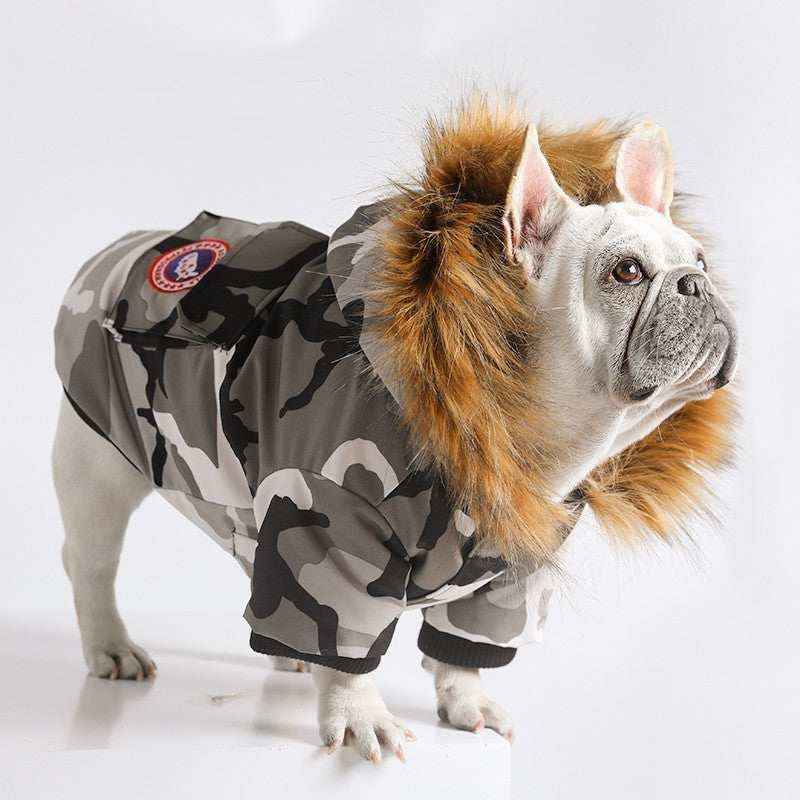 White French Bulldog wearing camouflage winter coat with faux fur hood on white background