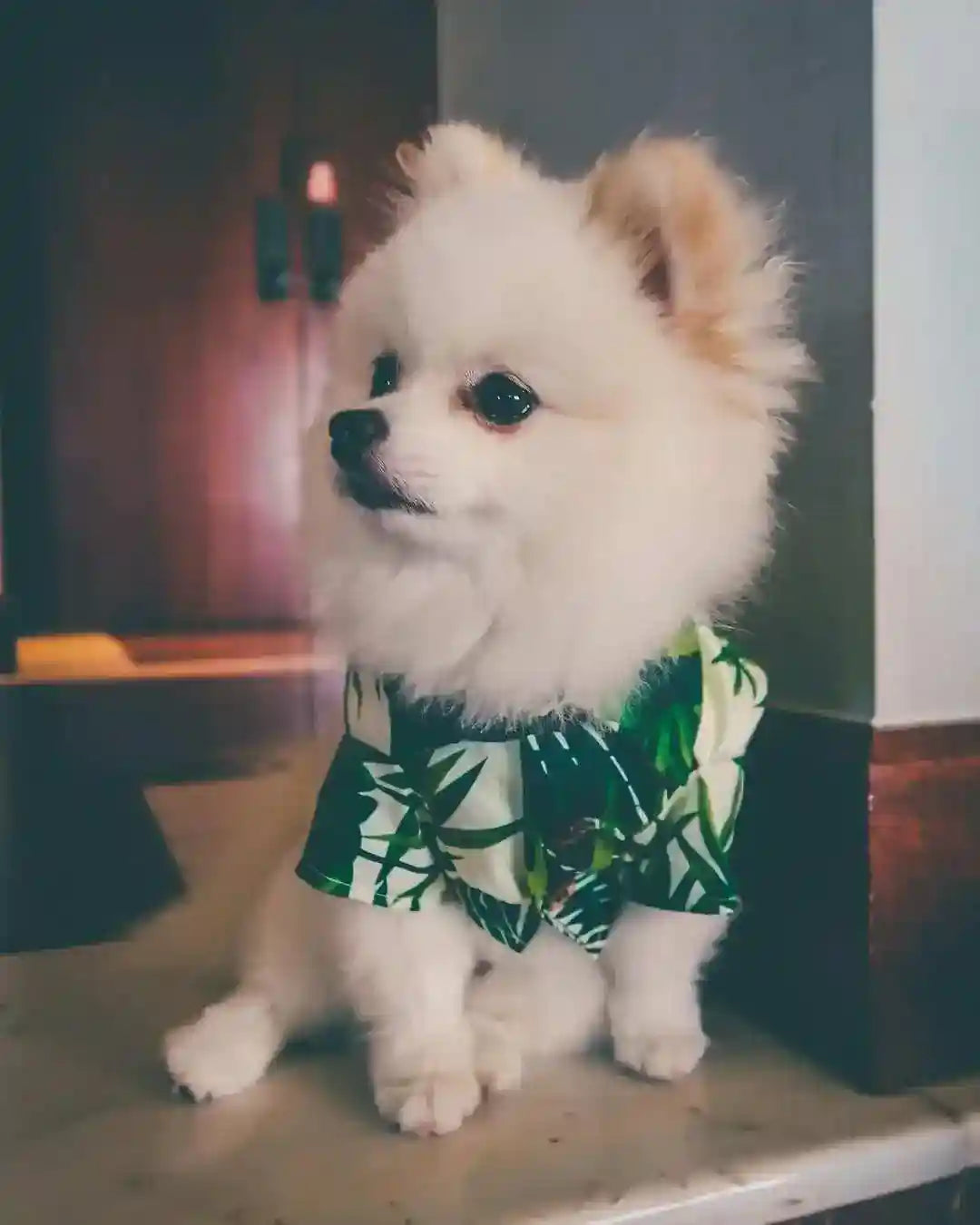 Camicetta per cani "Waikiki" by Dog Moda